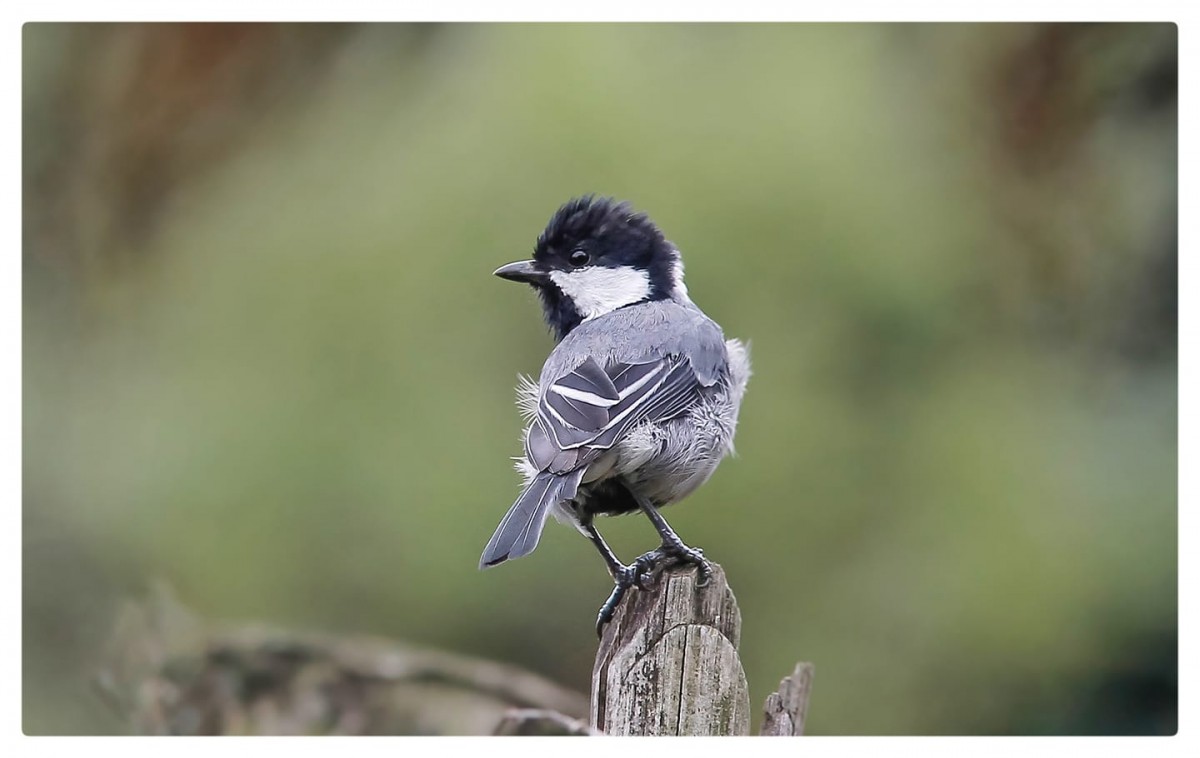 Parus cinereus Vieillot, 1818